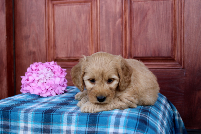 puppy, for, sale, Mini  Goldendoodle, Matthew B. Stoltzfus, dog, breeder, Gap, PA, dog-breeder, puppy-for-sale, forsale, nearby, find, puppyfind, locator, puppylocator, aca
